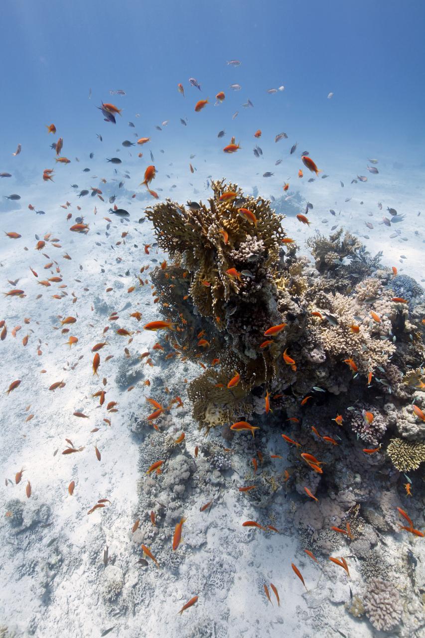 tragamonedas igt gratis