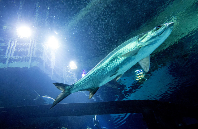 g day casino no deposit bonus codes