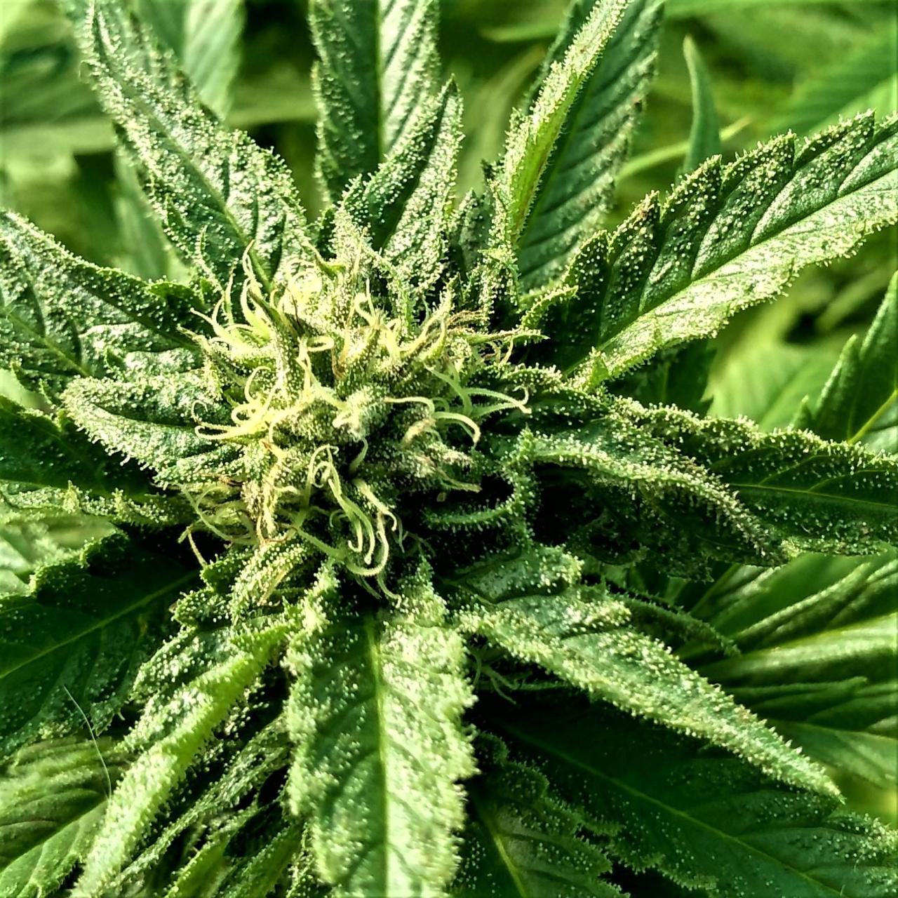 purchase at a cannabis